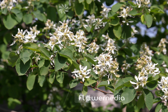 Amelanchier alnifolia - Alder-leaved serviceberry (102393)