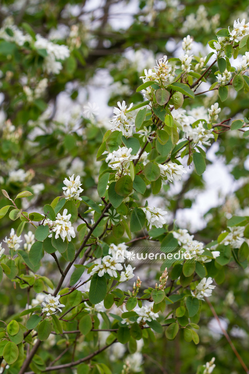 Amelanchier alnifolia - Alder-leaved serviceberry (109088)