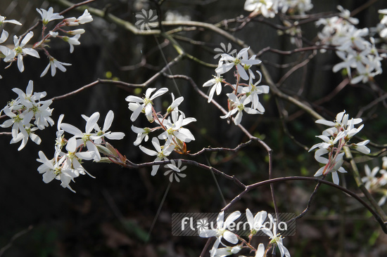 Amelanchier arborea - Downy serviceberry (109089)