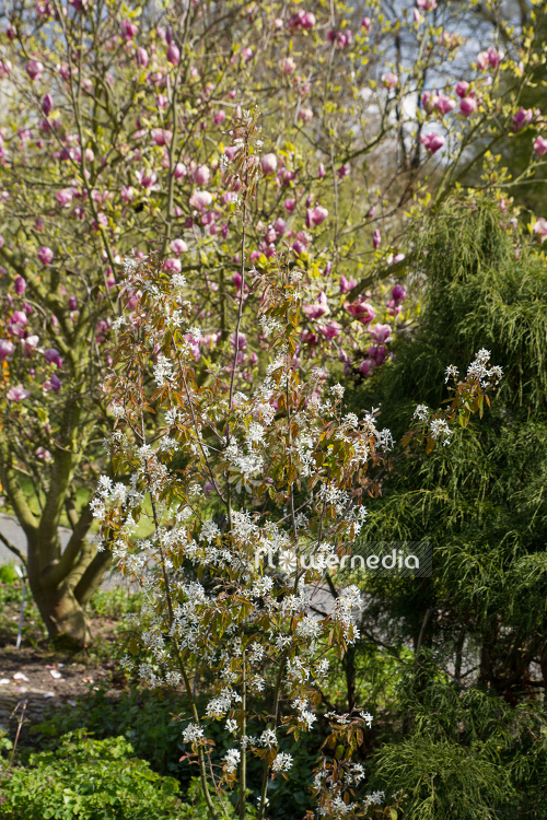 Amelanchier 'Ballerina' - Juneberry (109393)