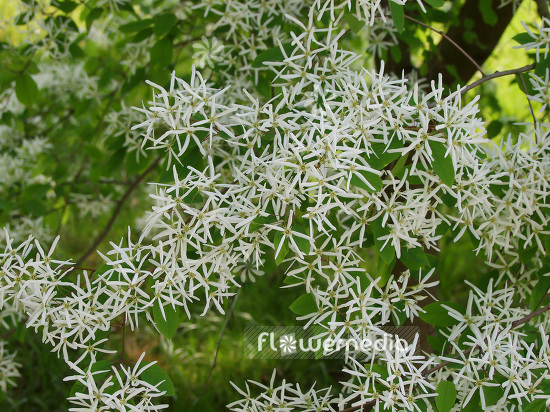 Amelanchier ovalis - Snowy mespilus (108463)
