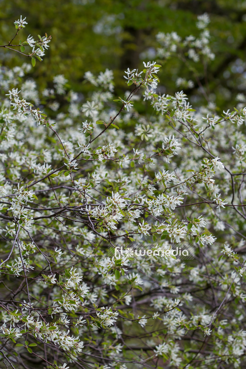 Amelanchier ovalis - Snowy mespilus (109092)