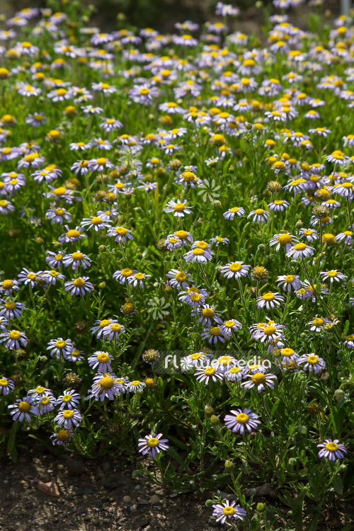 Amellus strigosus (109094)