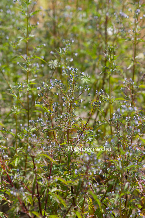Amethystea caerulea - Blue amethystea (109096)