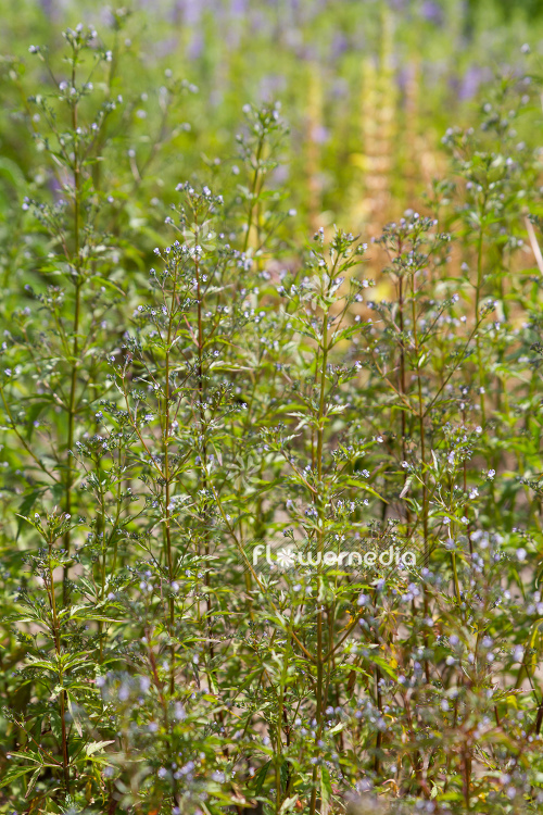 Amethystea caerulea - Blue amethystea (109097)