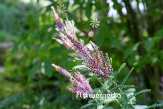 Amorpha canescens - Lead plant (109119)