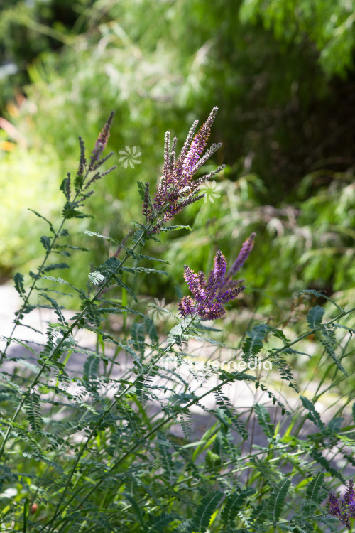 Amorpha canescens - Lead plant (109120)