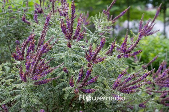 Amorpha canescens - Lead plant (109123)