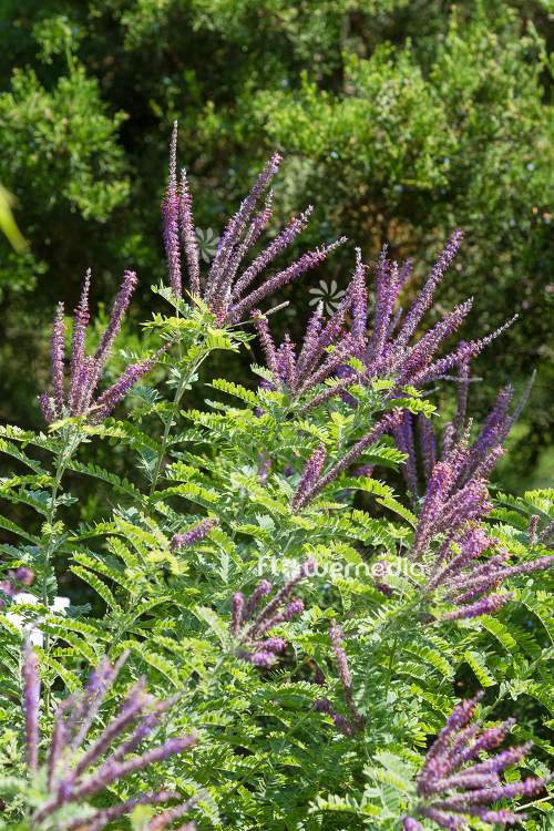 Amorpha canescens - Lead plant (109124)