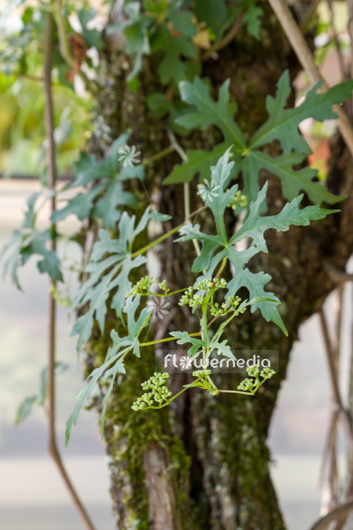 Ampelopsis aconitifolia - Monkshood vine (109720)