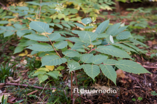 Ampelopsis megalophylla - Spikenard ampelopsis (109721)