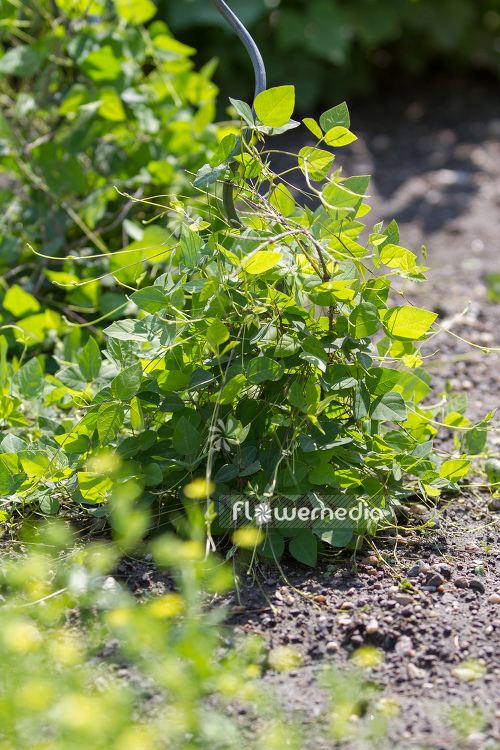 Amphicarpaea bracteata - Hog-peanut (109126)