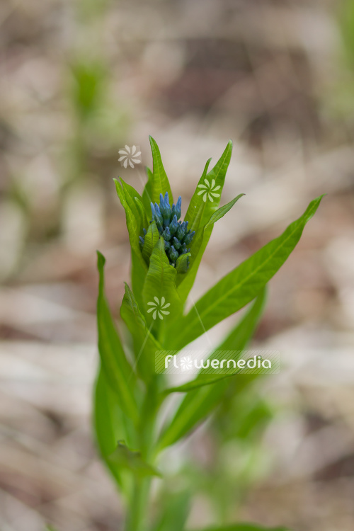 Amsonia illustris - Blue star (109135)