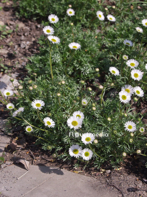 Anacyclus maroccanus - Flattened Alexander's foot (100213)