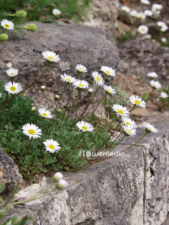Anacyclus maroccanus - Flattened Alexander's foot (100214)