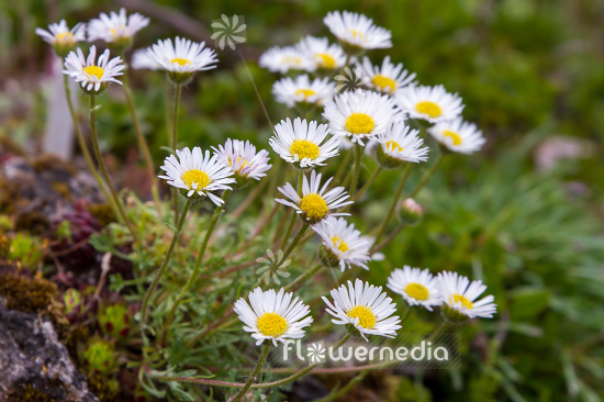 Anacyclus maroccanus - Flattened Alexander's foot (112425)