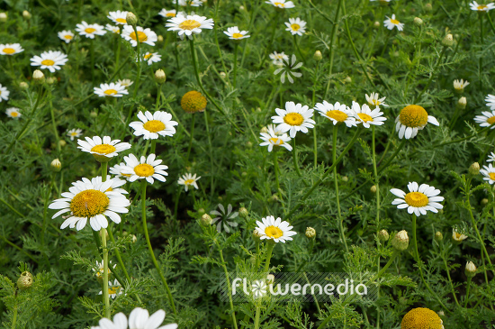 Anacyclus pyrethrum - Alexander's foot (109148)