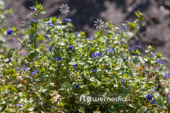 Anagallis arvensis f. azurea - Blue-flowered scarlet pimpernel (109153)
