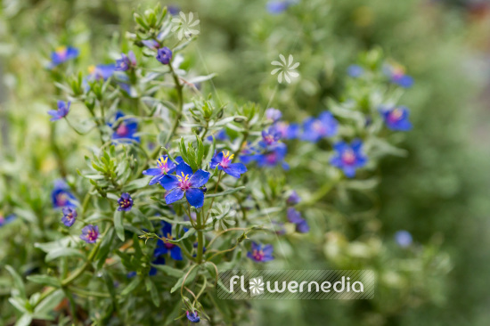 Anagallis monelli - Blue pimpernel (109154)