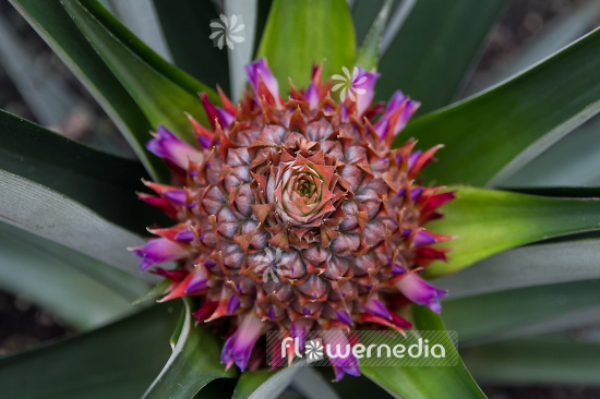 Ananas comosus - Pinapple (105259)