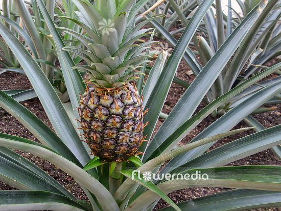 Ananas comosus - Pinapple (108468)