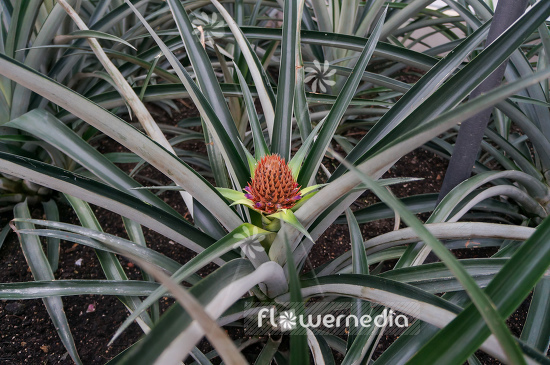 Ananas comosus - Pinapple (109155)