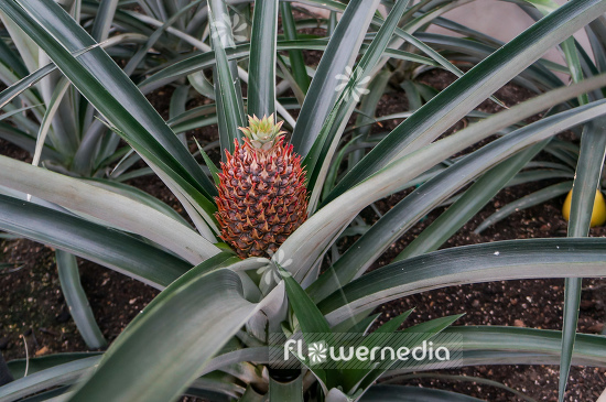 Ananas comosus - Pinapple (109544)