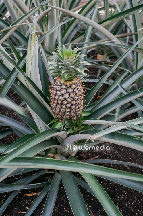 Ananas comosus - Pinapple (109547)