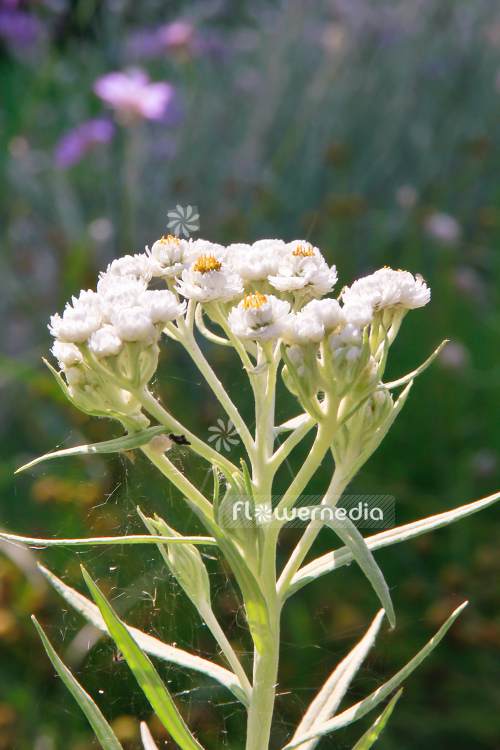 Anaphalis margaritacea var. yedoensis - Yedoan pearly everlasting (109162)