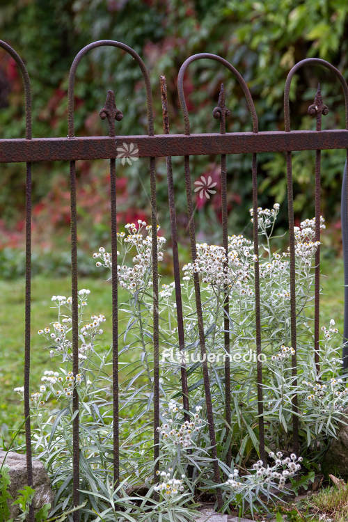 Anaphalis margaritacea var. yedoensis - Yedoan pearly everlasting (109168)