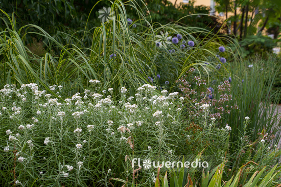 Anaphalis margaritacea var. yedoensis - Yedoan pearly everlasting (109170)