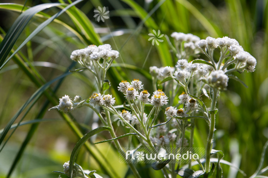 Anaphalis margaritacea var. yedoensis - Yedoan pearly everlasting (109173)