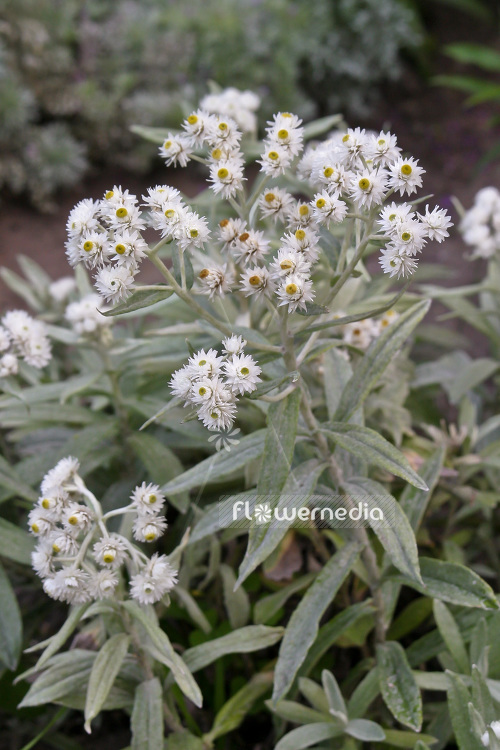 Anaphalis triplinervis 'Sommerschnee' - Pearly everlasting (102401)