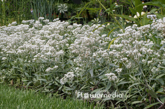 Anaphalis triplinervis 'Sommerschnee' - Pearly everlasting (109176)