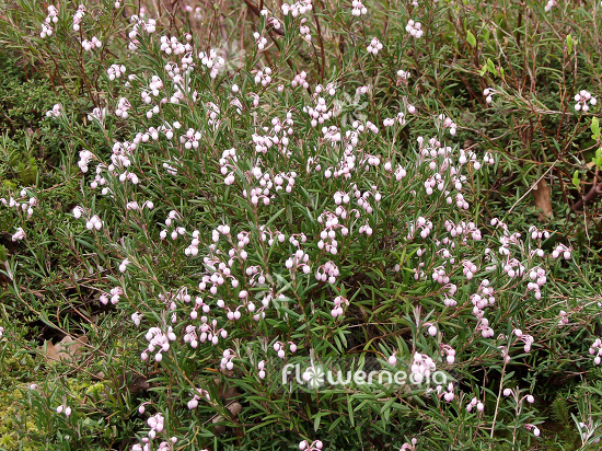 Andromeda polifolia - Bog rosemary (100220)