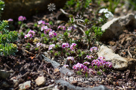 Androsace sempervivoides - Sempervivum-leaved rock jasmine (109208)