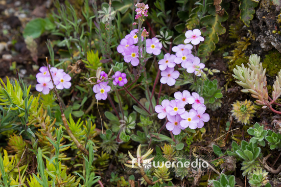 Androsace sempervivoides - Sempervivum-leaved rock jasmine (109209)