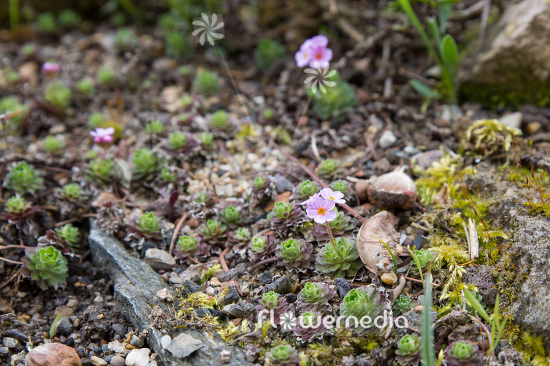 Androsace sempervivoides - Sempervivum-leaved rock jasmine (109210)