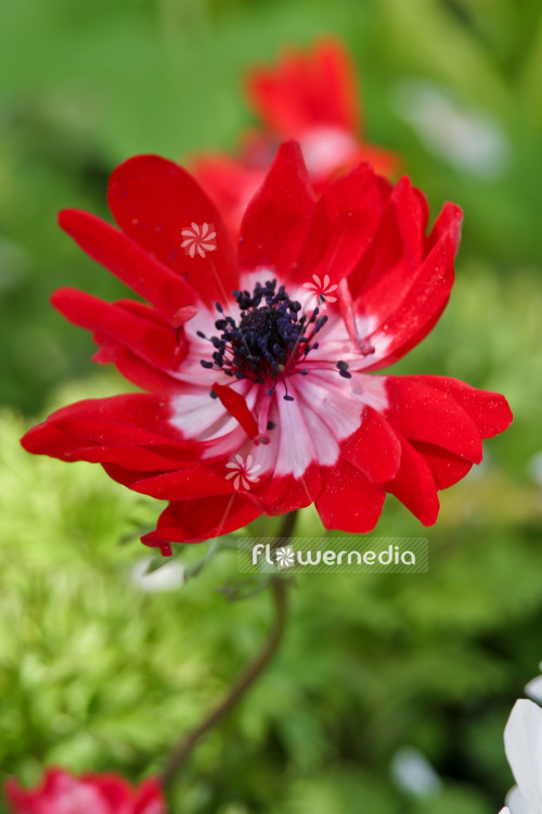 Anemone coronaria - Garden anemone (102425)
