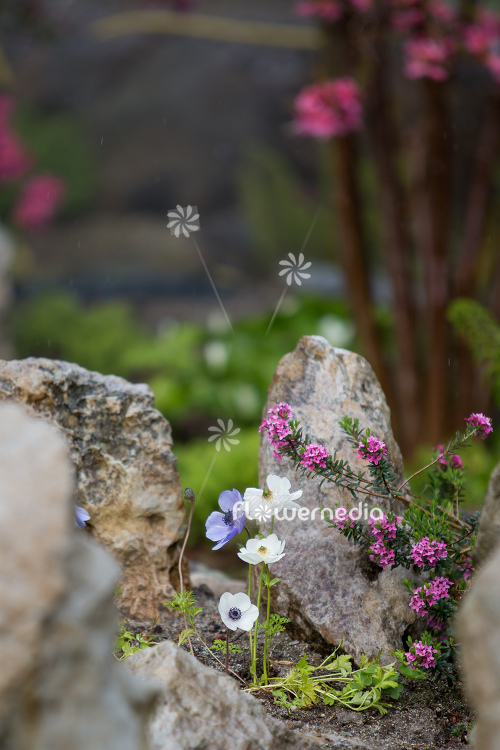 Anemone coronaria - Garden anemone (112071)