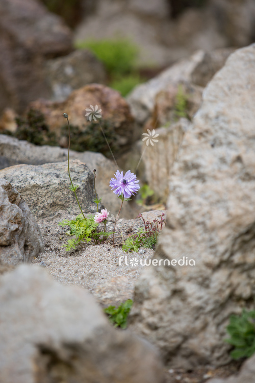 Anemone coronaria - Garden anemone (112072)