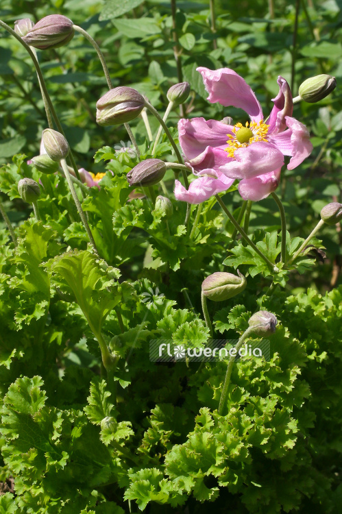 Anemone hupehensis 'Crispa' - Fringed chinese anemone (100228)