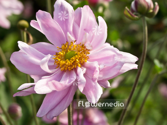 Anemone hupehensis var. japonica 'Mont Rose' - Japanese anemone (100235)