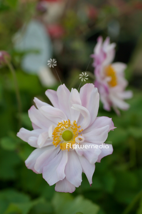 Anemone hupehensis var. japonica 'Mont Rose' - Japanese anemone (109244)