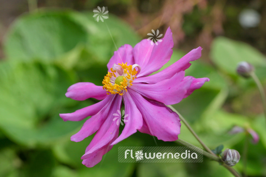 Anemone hupehensis var. japonica 'Prinz Heinrich' - Japanese anemone (109245)