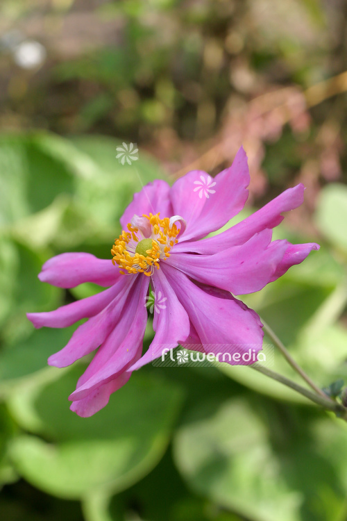 Anemone hupehensis var. japonica 'Prinz Heinrich' - Japanese anemone (109246)