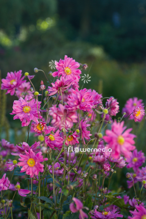 Anemone hupehensis var. japonica 'Prinz Heinrich' - Japanese anemone (109251)