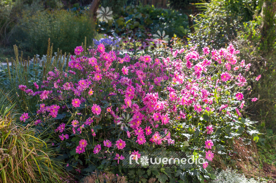 Anemone hupehensis var. japonica 'Prinz Heinrich' - Japanese anemone (109256)