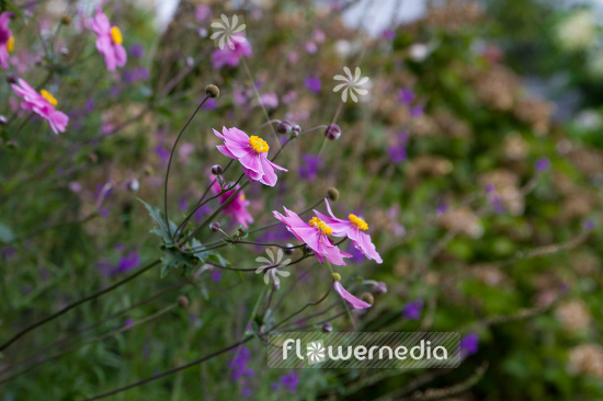Anemone hupehensis var. japonica 'Prinz Heinrich' - Japanese anemone (109561)
