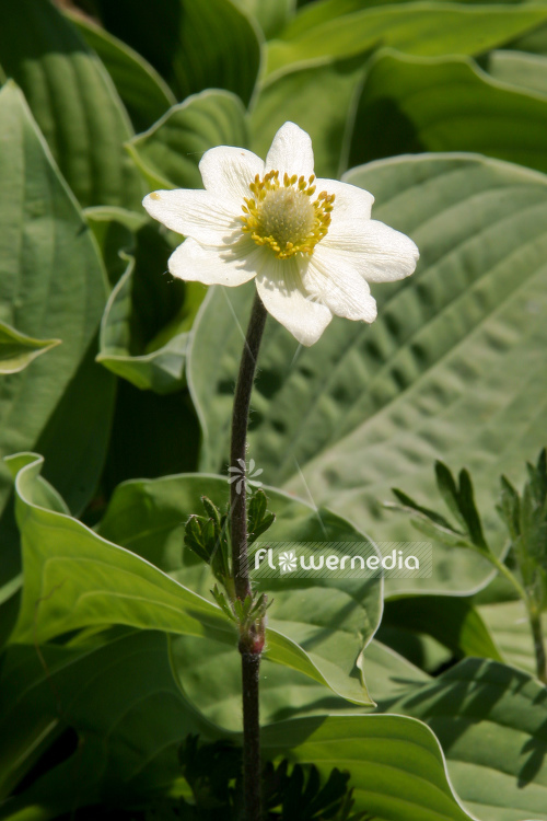 Anemone multifida - Rocky Mountain windflower (109257)